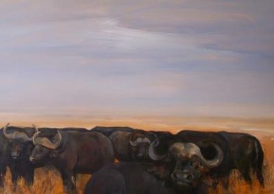 Buffallo herd Sabie